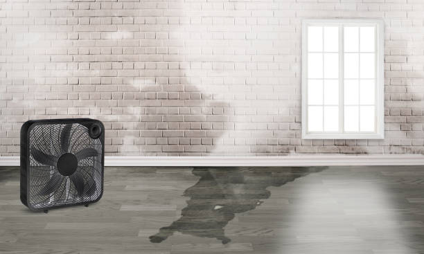 Best Professional water damage repair  in Haleiwa, HI